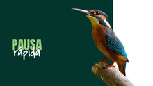 Load image into Gallery viewer, Apresentação de Animal em Powerpoint